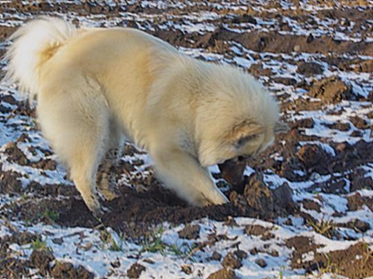 06  Bayleen vom Fliederberg beobachtet die Maeuse.jpg